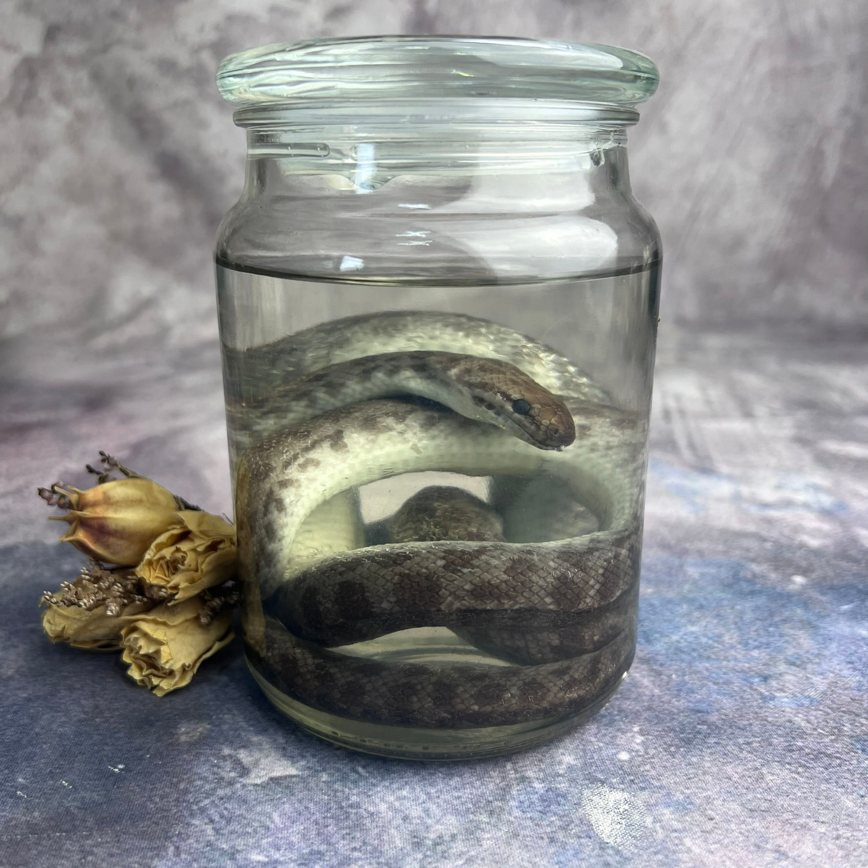 Wet Specimen Childens Python