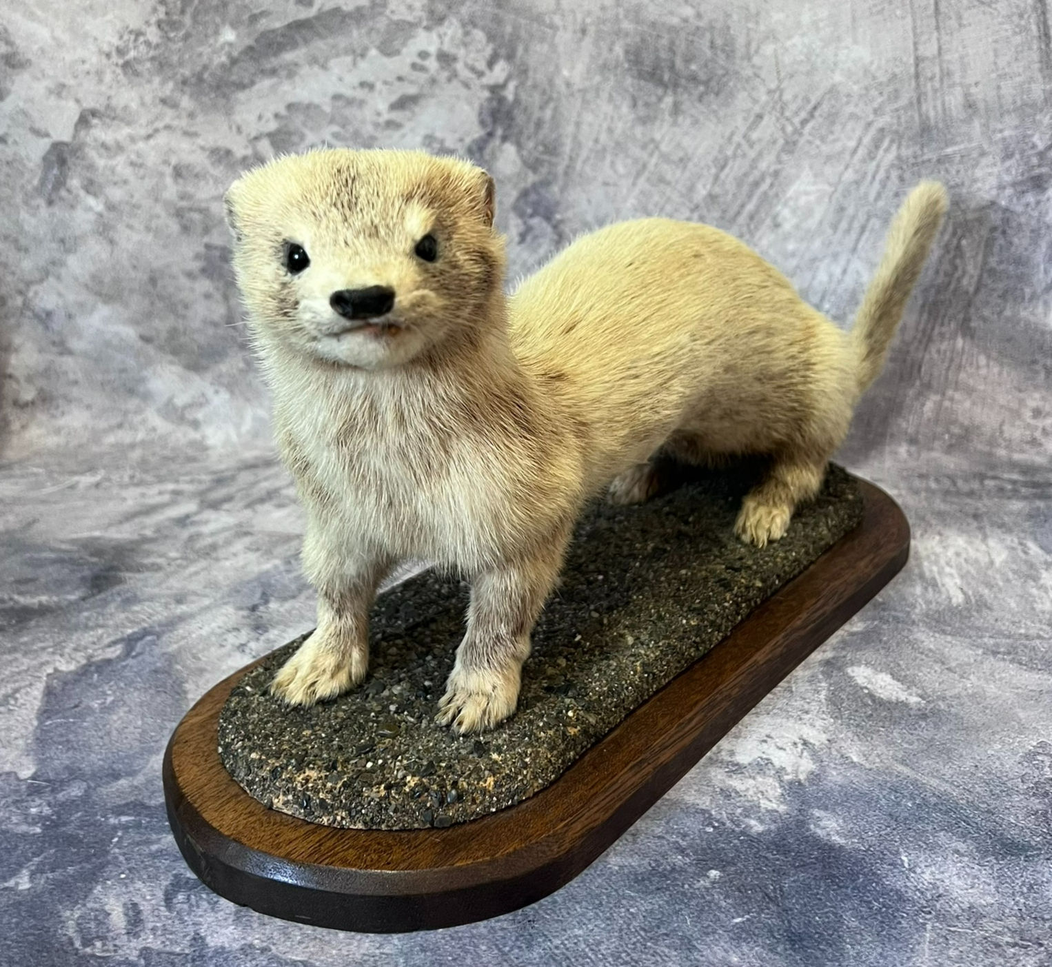 Taxidermy Ferret on Wooden Base