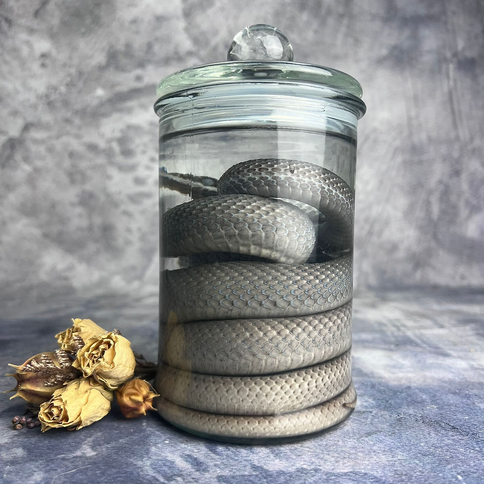 Thumbnail: Wet Specimen Rhinoceros Rat Snake