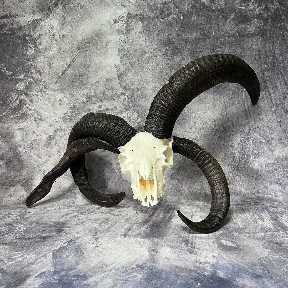 Thumbnail: XL Dark  Four Horned Jacobs Ram Skull