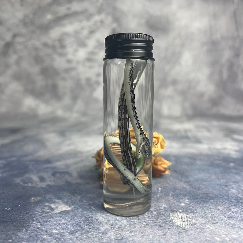Thumbnail: Wet Specimen Corn Snake Hatchling Vial