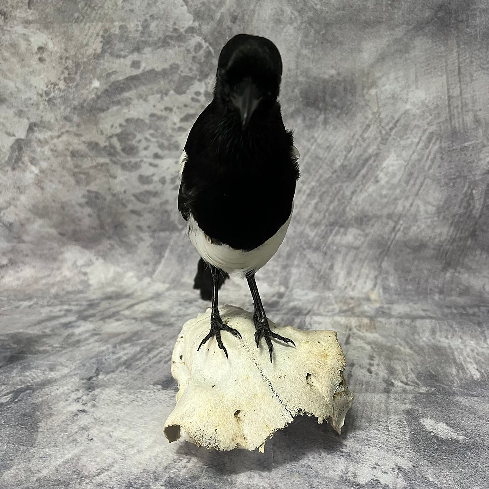 Thumbnail: Taxidermy Magpie on Sheep Skull