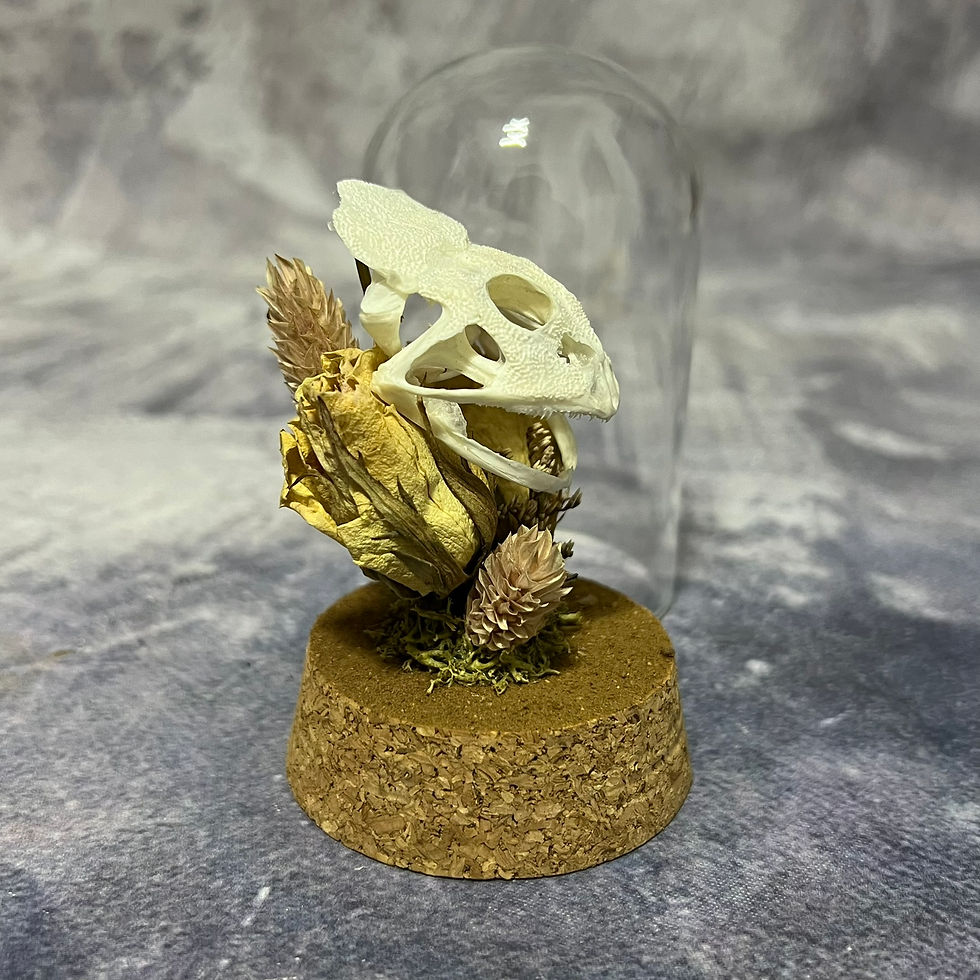Thumbnail: Natural Floral Pac-Man Frog Skull Dome