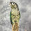 Thumbnail: Taxidermy Green Cheeked Conure - 1