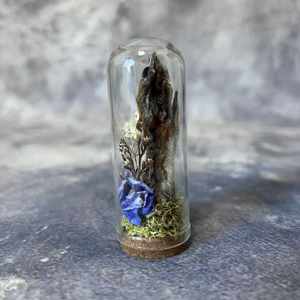 Thumbnail: Preserved Squirrel Paw Mini Dome