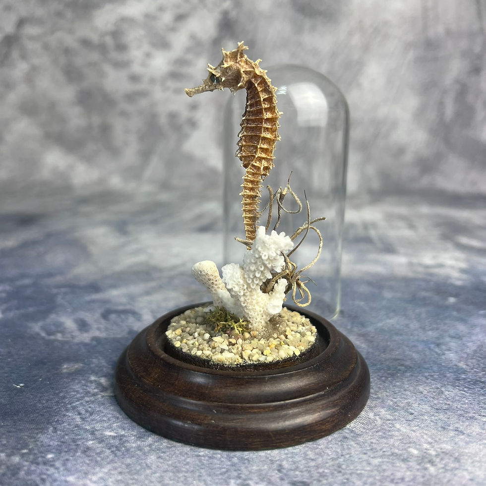 Thumbnail: Seahorse Nature Dome