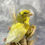 Thumbnail: Taxidermy Atlantic Canary in Natural Dome