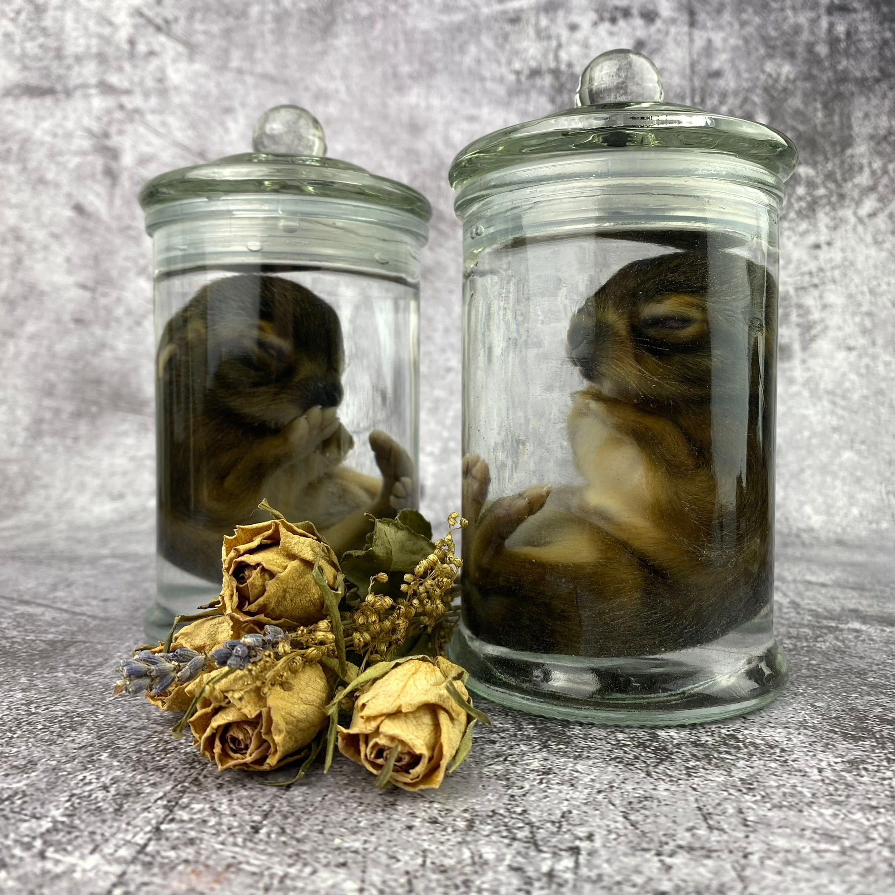 Wet Specimen Leveret