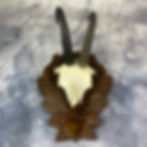 Thumbnail: Vintage Alpine Chamois Skull Shield