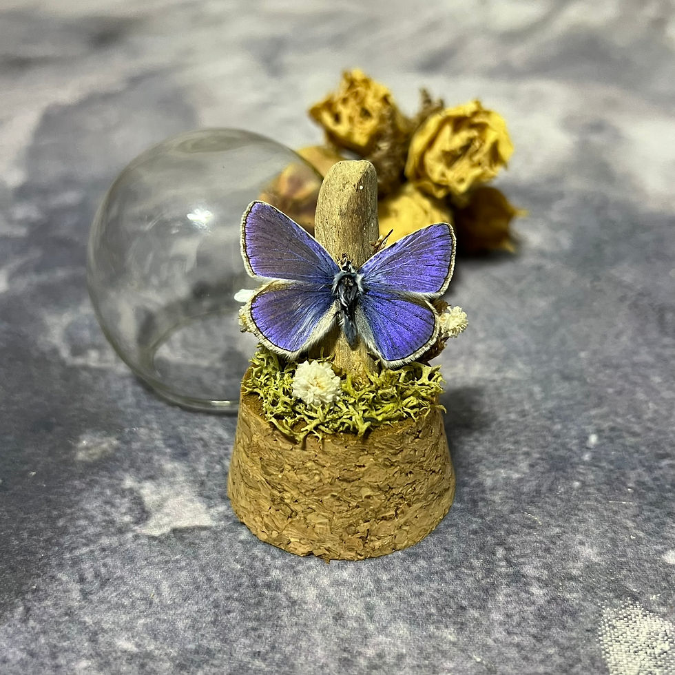 Thumbnail: Miniature Butterfly domes