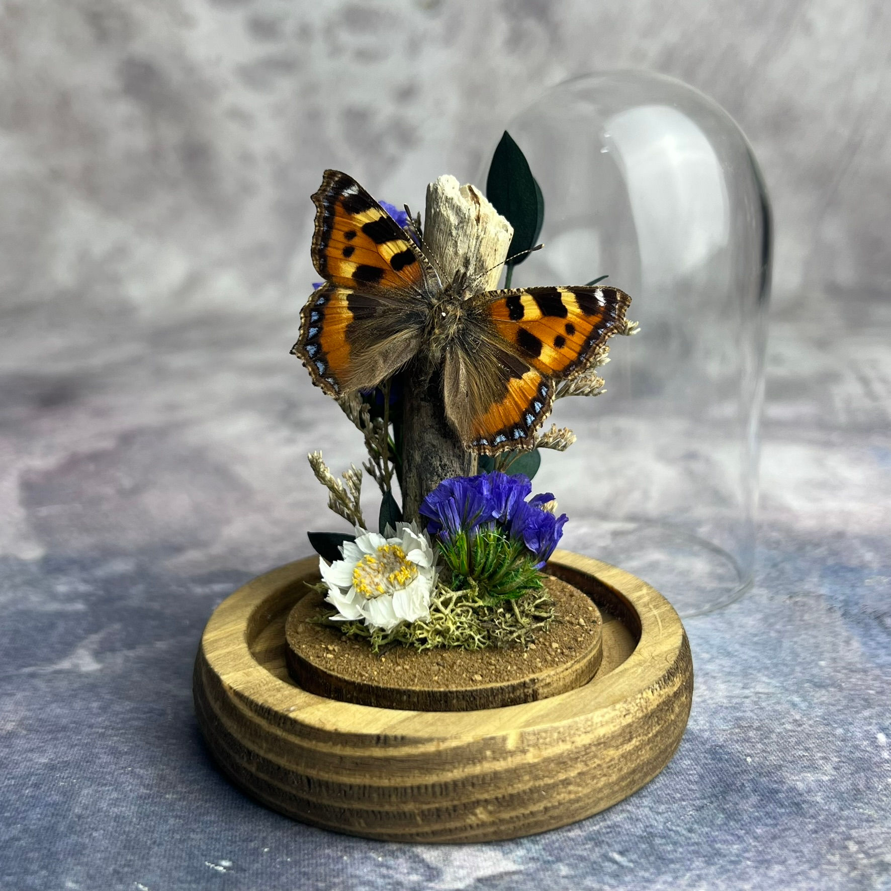 Small Tortoiseshell Butterfly Nature Dome