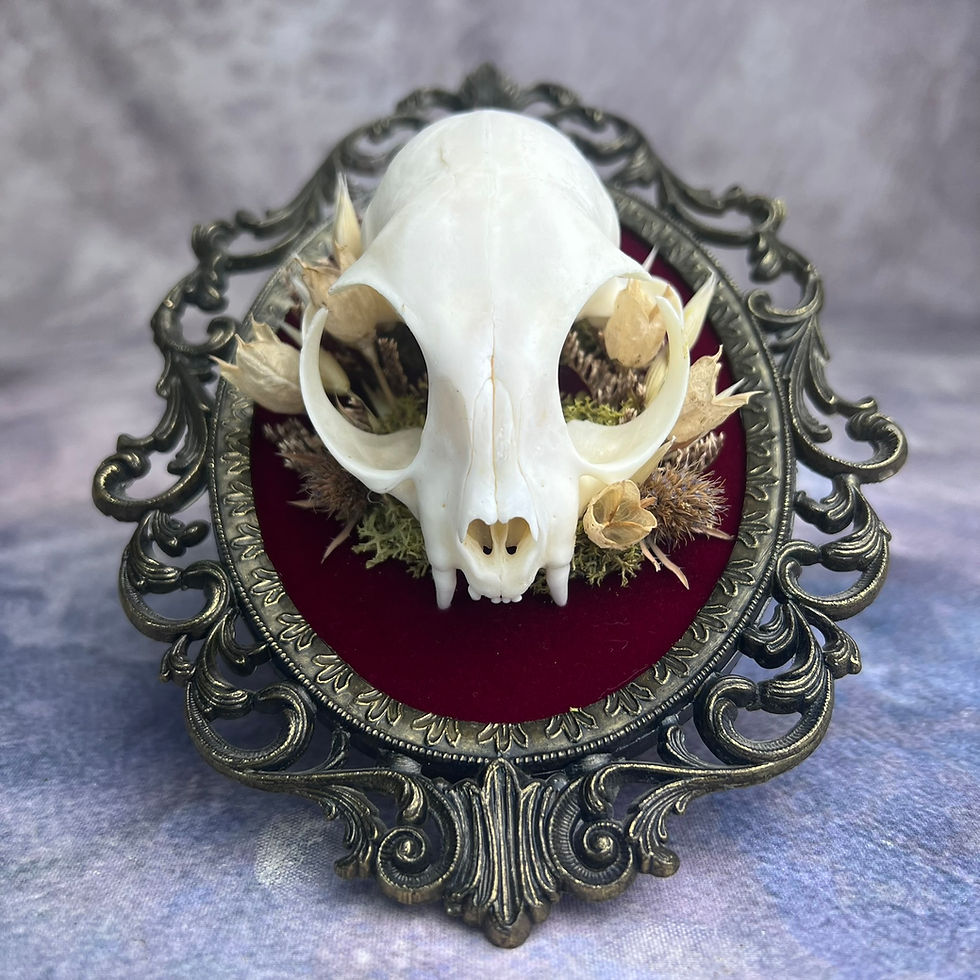 Thumbnail: Ornate Brass Framed Cat Skull