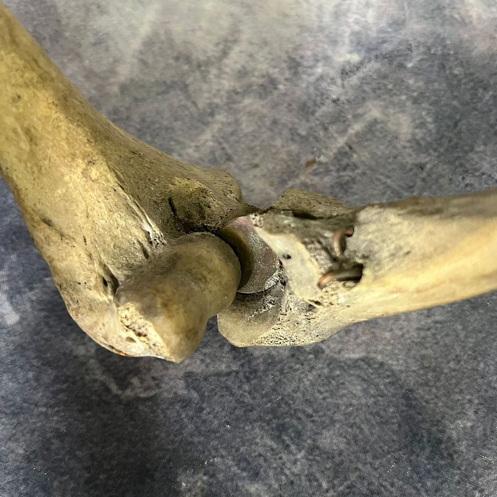 Thumbnail: Articulated Ex-medical Human Humerus & Ulna Bones