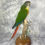 Thumbnail: Taxidermy Green Cheeked Conure - 2