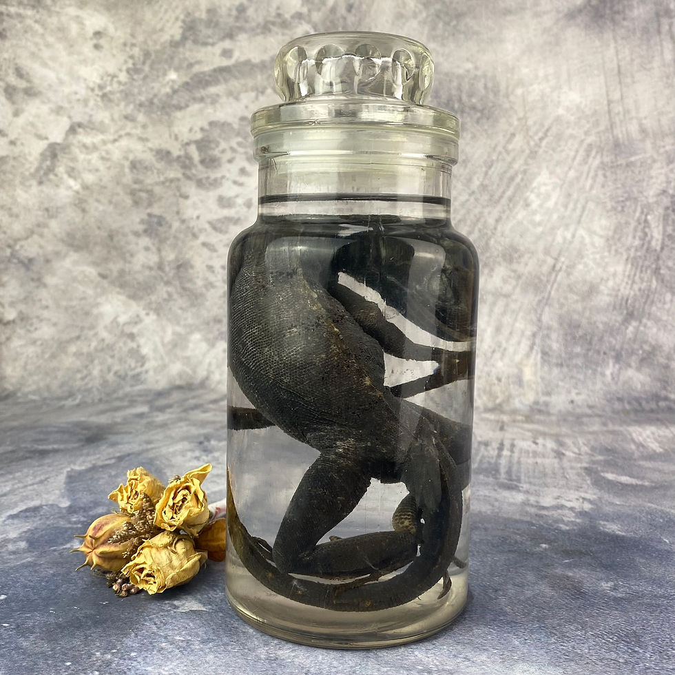Thumbnail: Wet Specimen Iguana - Vintage Ornate Jar