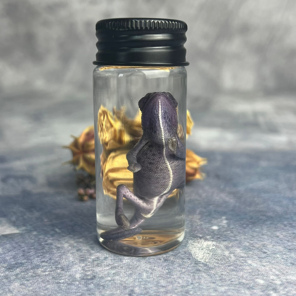 Thumbnail: Wet Specimen Chameleon Hatching Vial