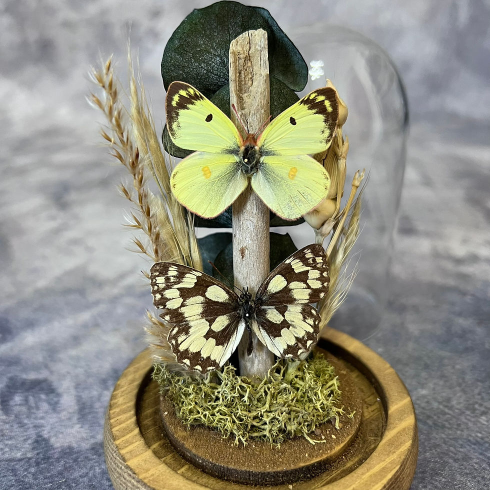 Thumbnail: Pale Clouded Yellow & Marbled White Butterfly Nature Dome