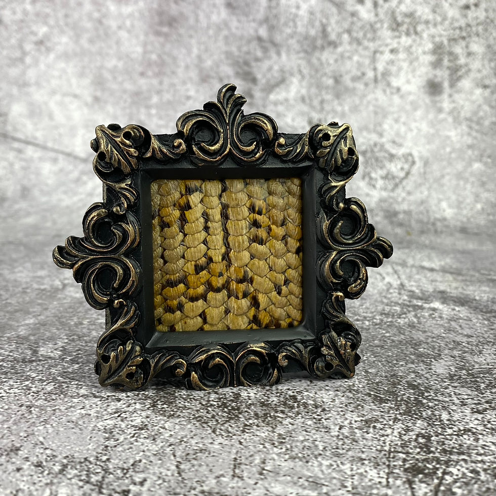 Thumbnail: Mini Ornate Preserved Reptile Skin Frames