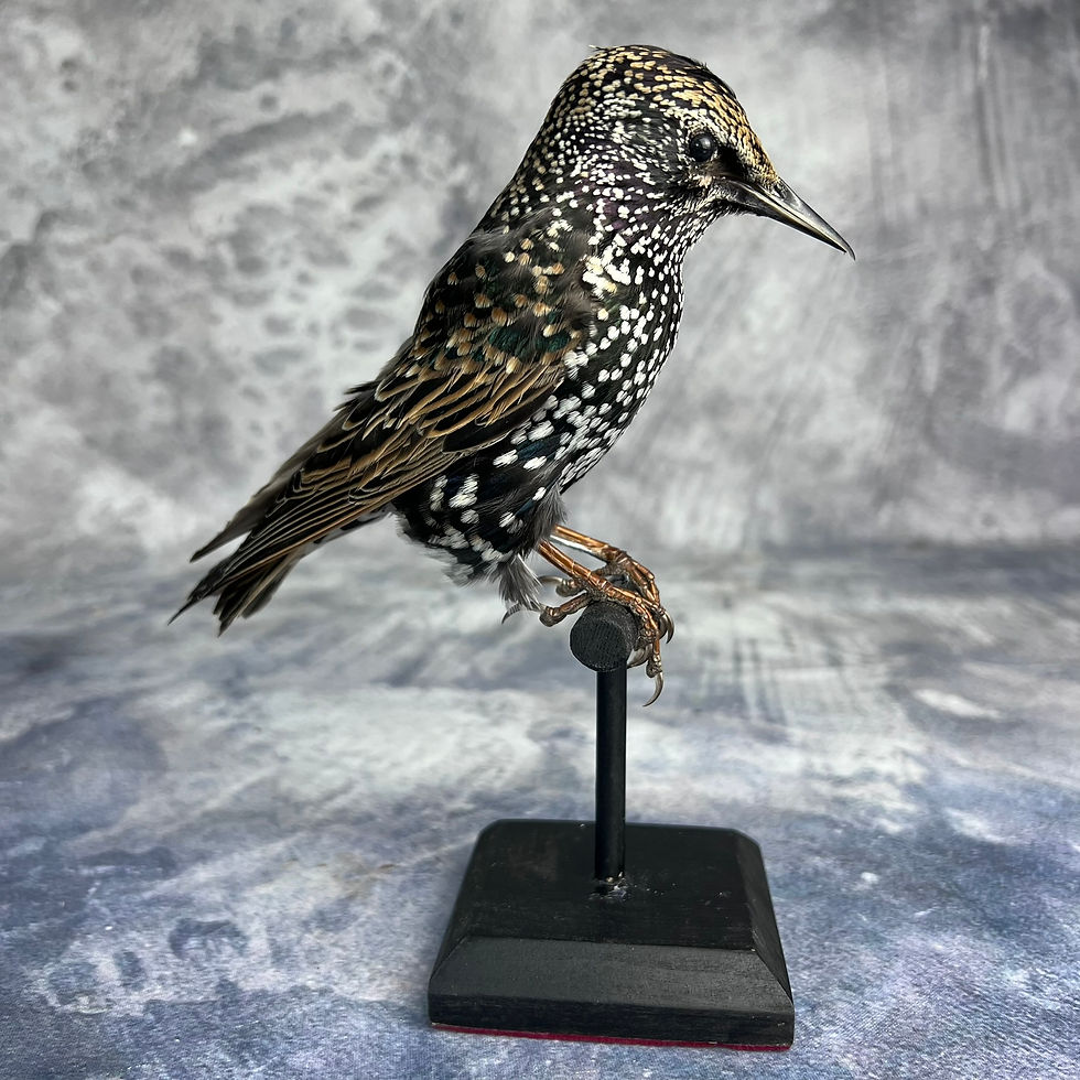 Thumbnail: Taxidermy Common Starling