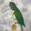 Thumbnail: Taxidermy Green Cheeked Conure - 1