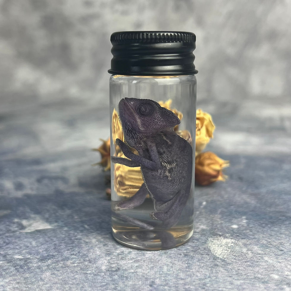 Thumbnail: Wet Specimen Chameleon Hatching Vial