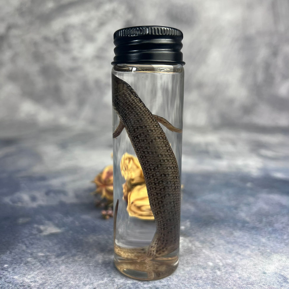 Thumbnail: Wet Specimen Skink Baby Vial