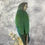 Thumbnail: Taxidermy Green Cheeked Conure - 1