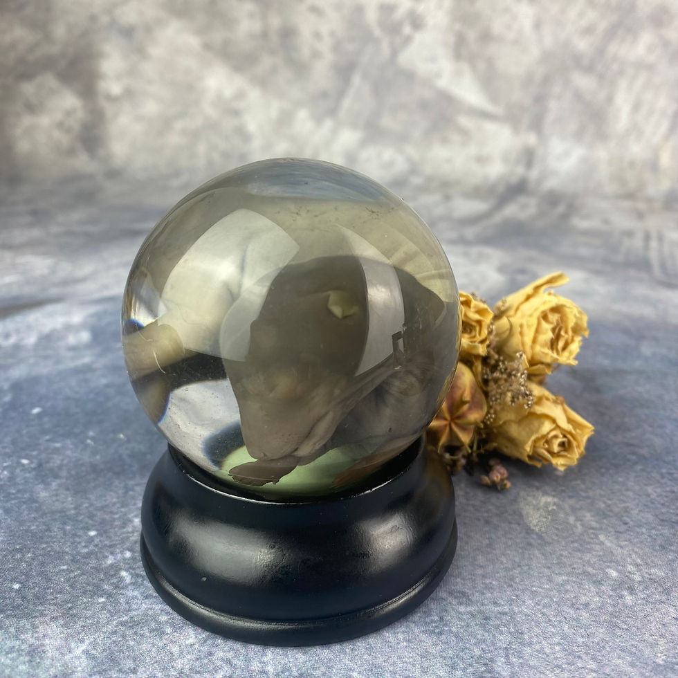 Thumbnail: Wet Specimen Foetal Fox Cub - Globe