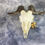 Thumbnail: Large Natural Light Curly Horned Goat Skull
