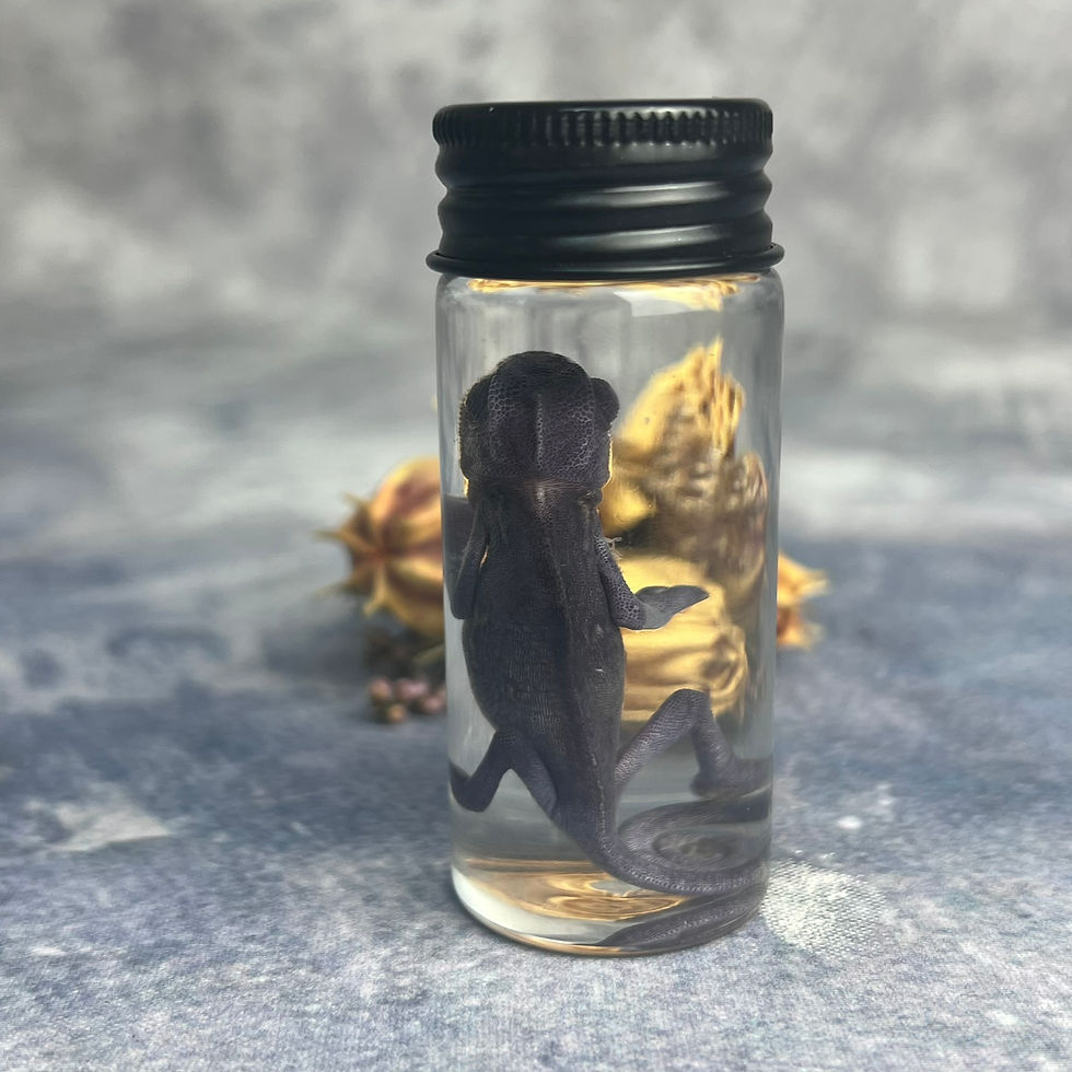 Thumbnail: Wet Specimen Chameleon Hatching Vial