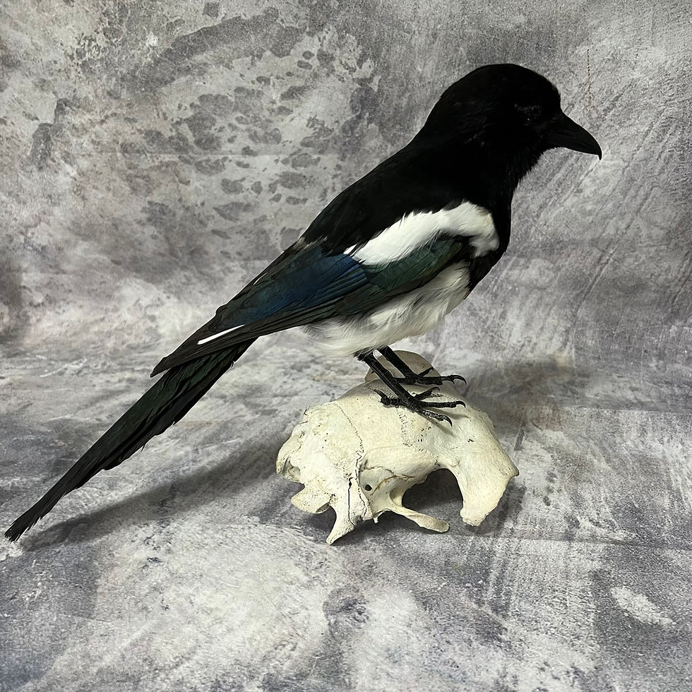 Thumbnail: Taxidermy Magpie on Sheep Skull