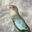 Thumbnail: Taxidermy Blue Princess of Wales Parakeet
