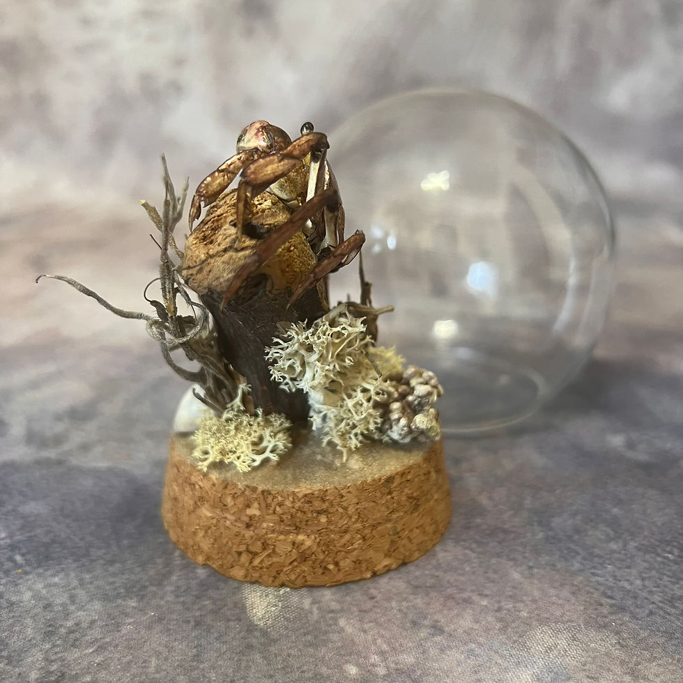 Thumbnail: Rice Crab Nature Dome