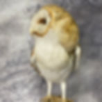 Thumbnail: Taxidermy Barn Owl on Branch