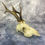 Thumbnail: XL Natural Vintage  Roe Deer Skull