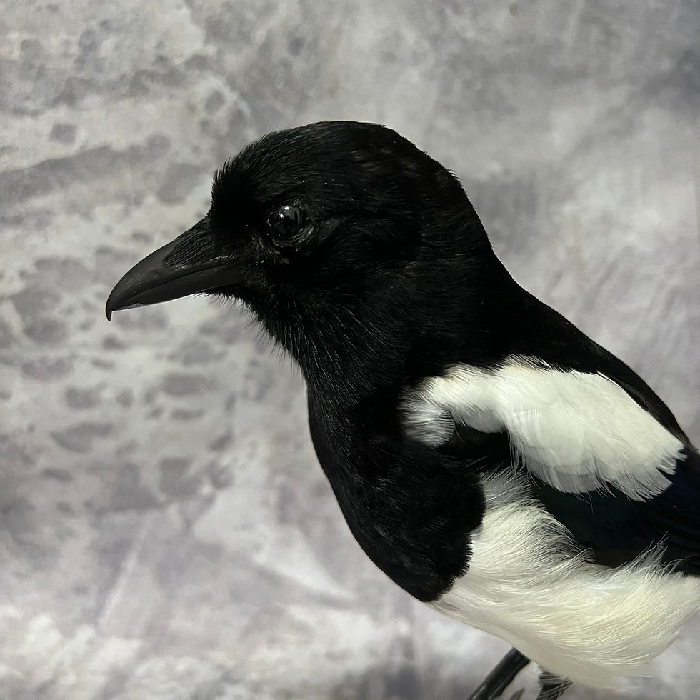 Thumbnail: Taxidermy Magpie on Sheep Skull