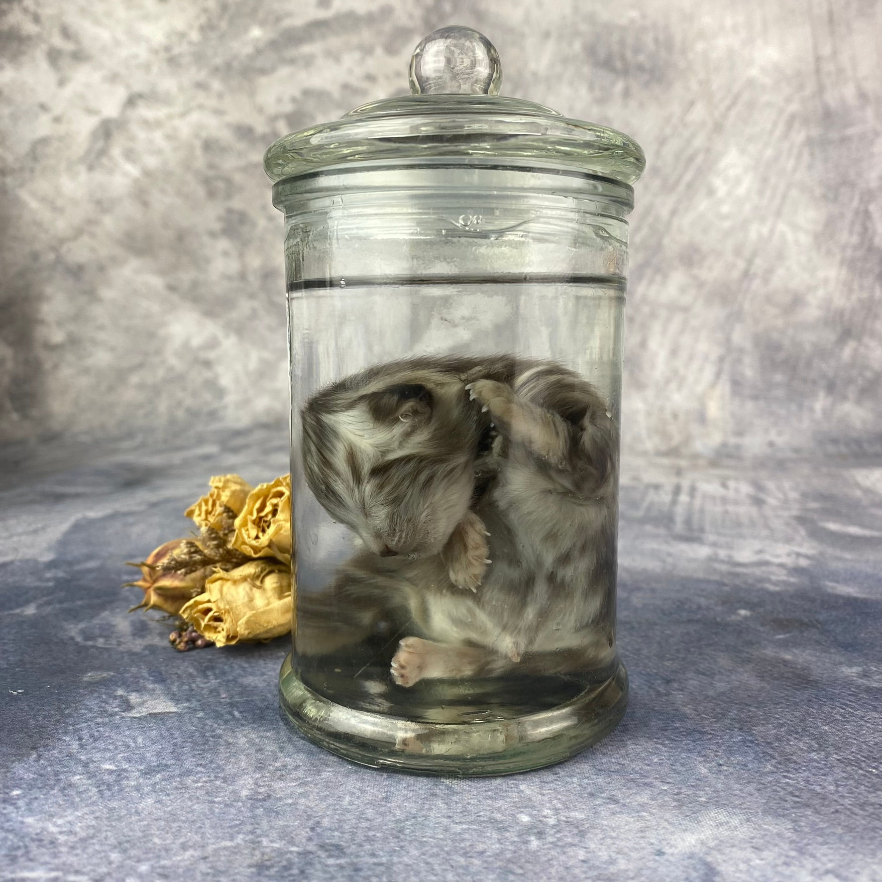 Wet Specimen Silver Tabby Kitten Small Jar