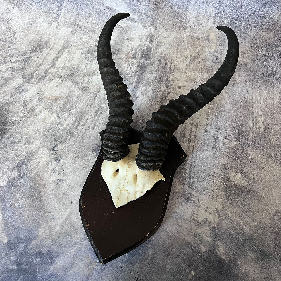 Thumbnail: Vintage African Springbok Shield