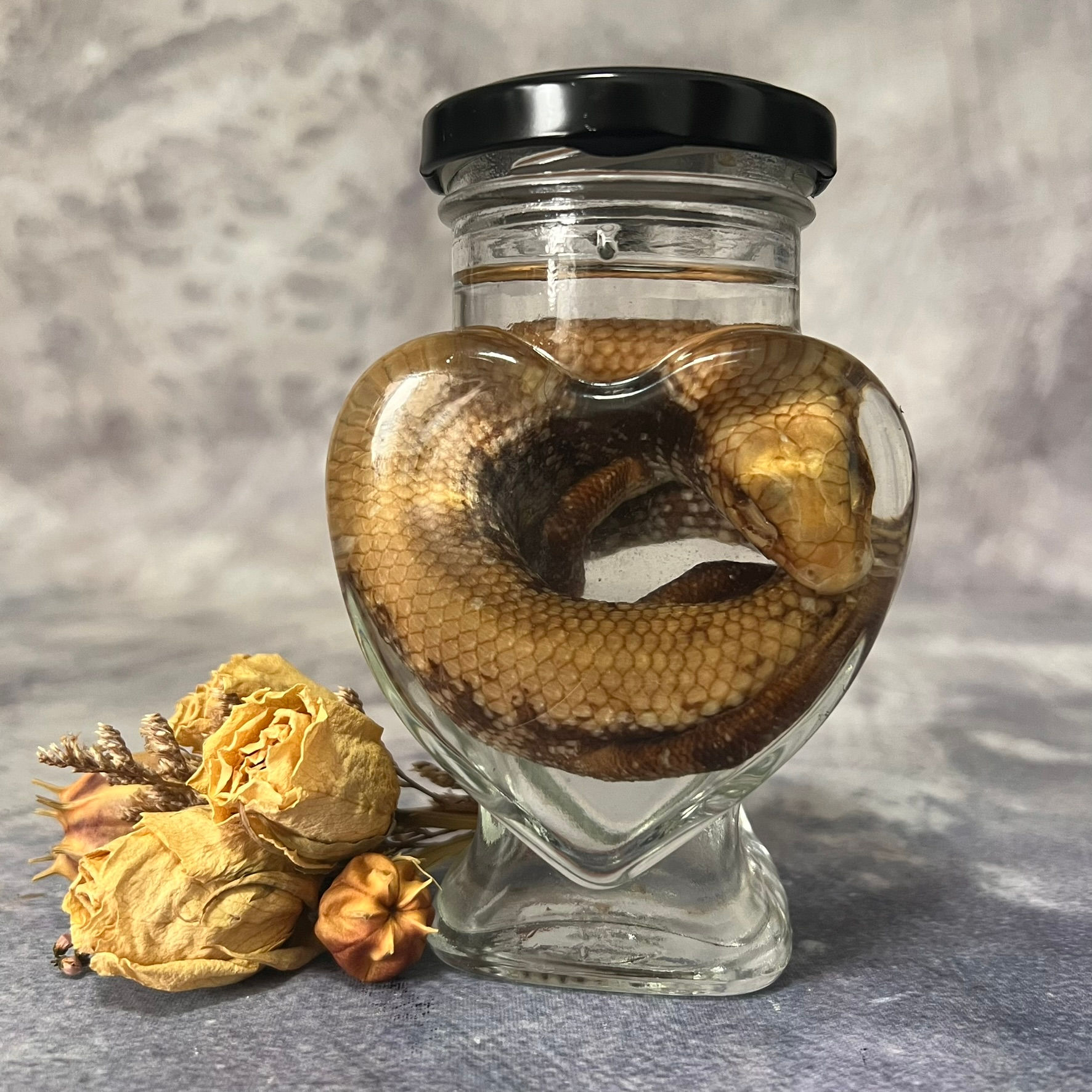 Wet Specimen Skink - Heart Jar