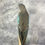 Thumbnail: Taxidermy Blue Princess of Wales Parakeet