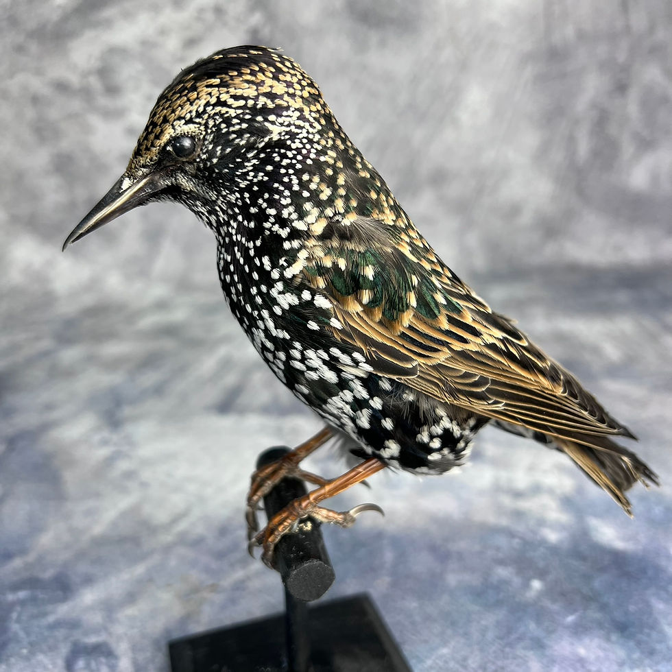 Thumbnail: Taxidermy Common Starling