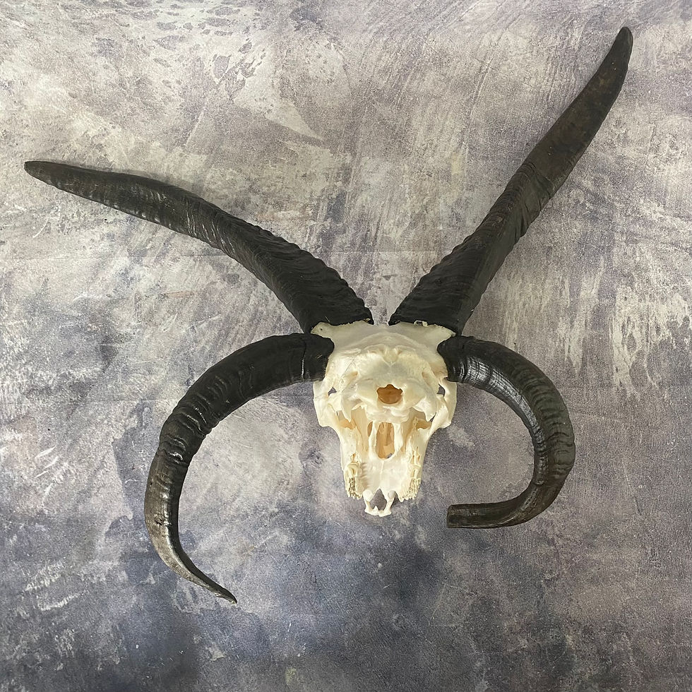 Thumbnail: XL Four Horned Jacobs Ram Skull - 2