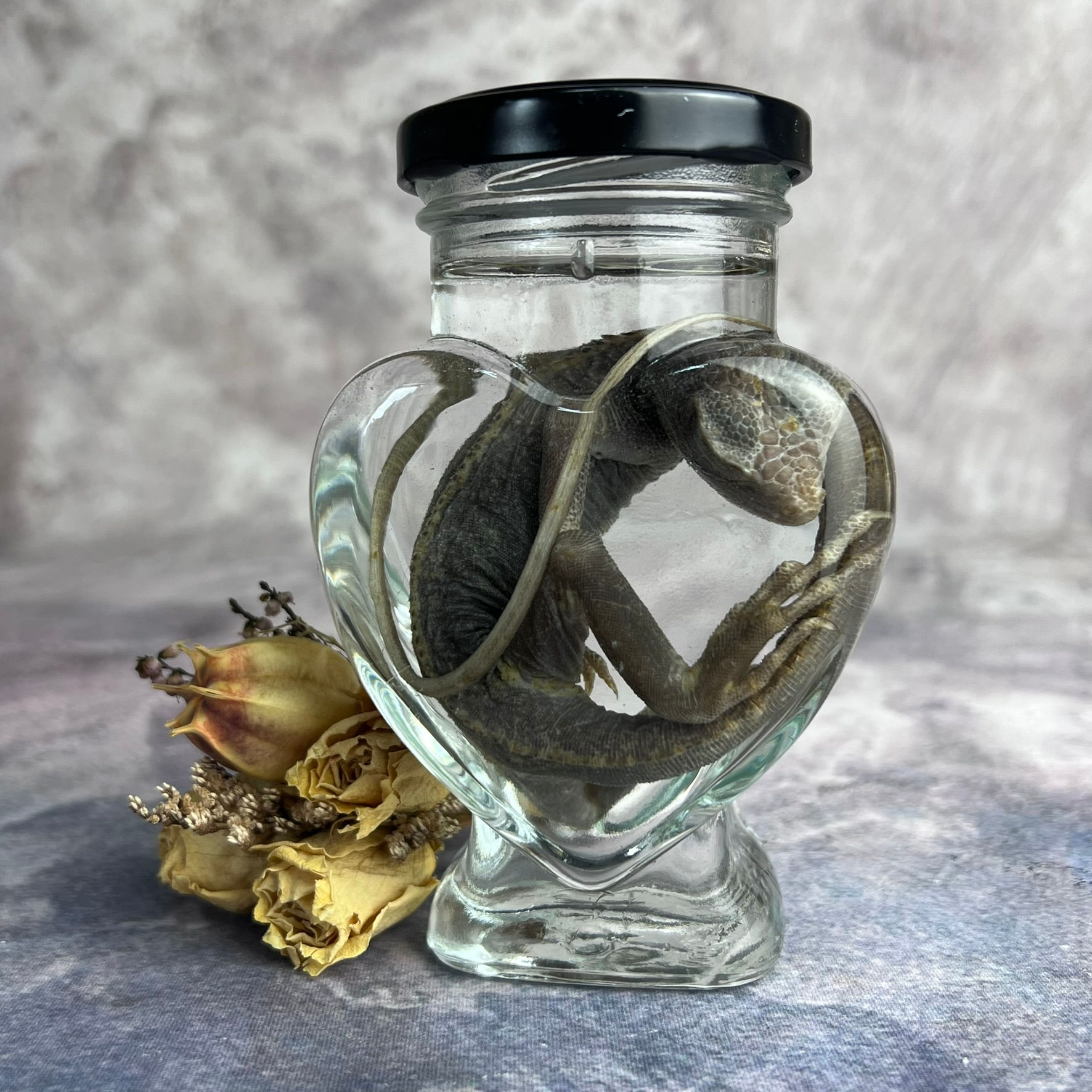 Wet Specimen Iguana - Heart Jar