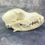 Thumbnail: Natural Cocker Spaniel Dog Skull