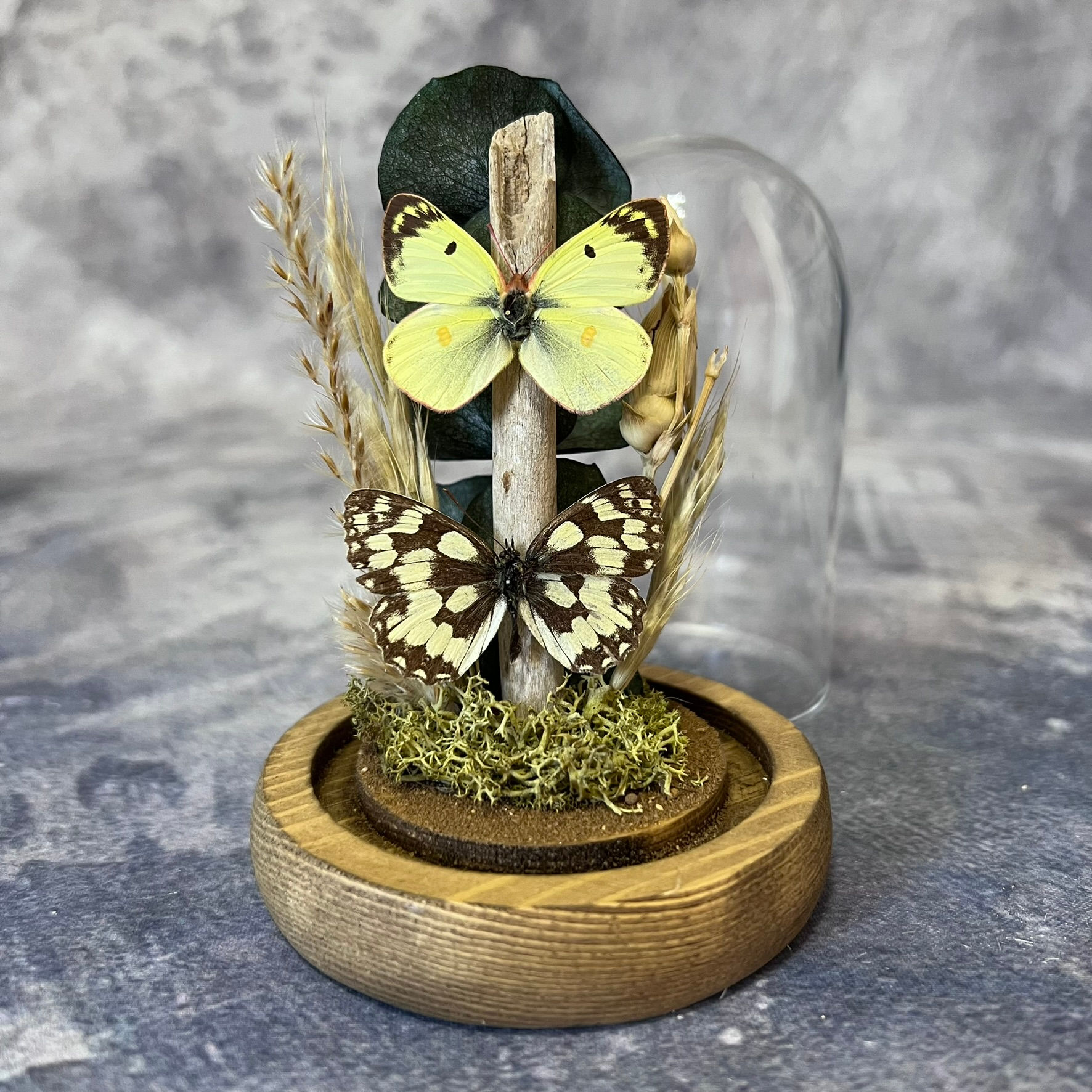 Pale Clouded Yellow & Marbled White Butterfly Nature Dome