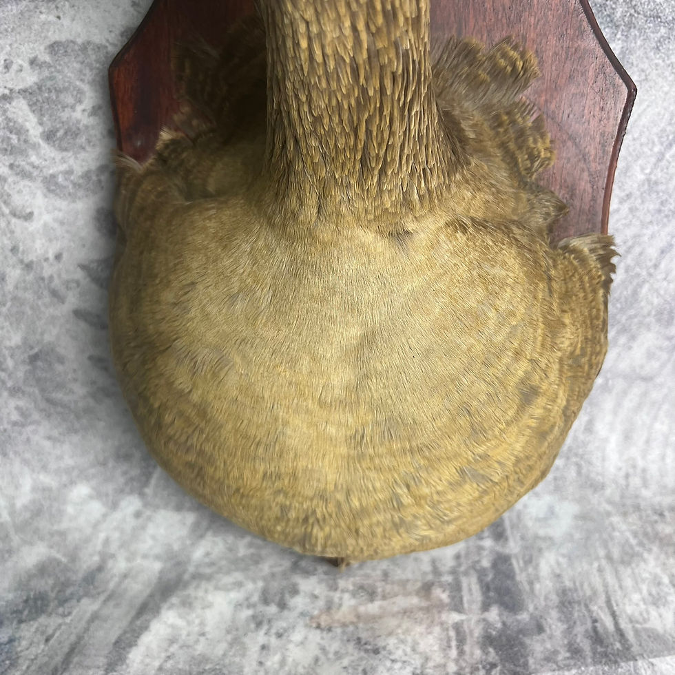 Thumbnail: Taxidermy Buff Goose Shield