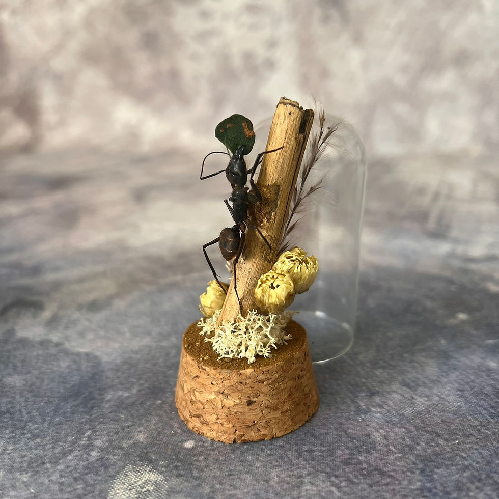 Thumbnail: Miniature Ant domes