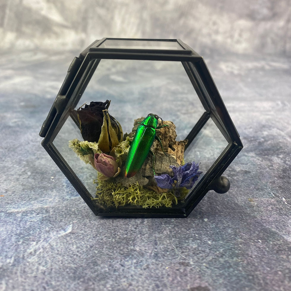 Thumbnail: Floral Jewel Beetle Box