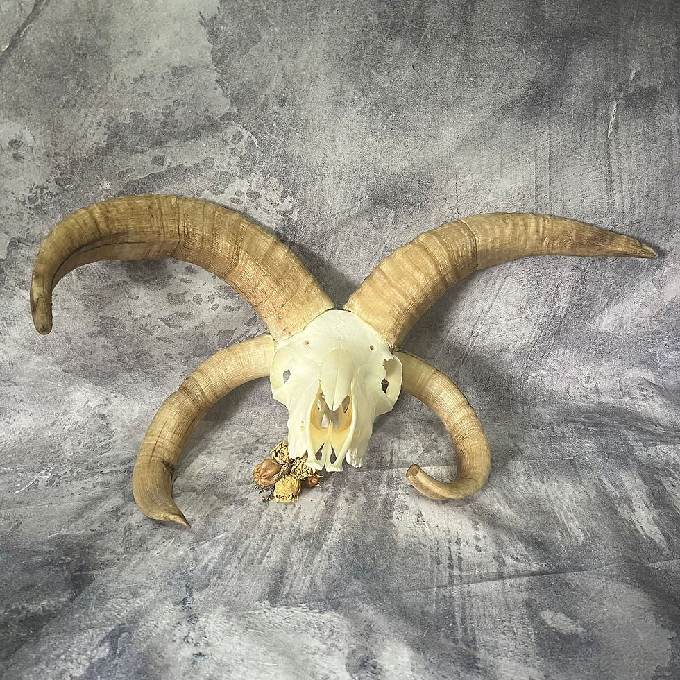 Thumbnail: Light Four Horned Jacobs Ram Skull