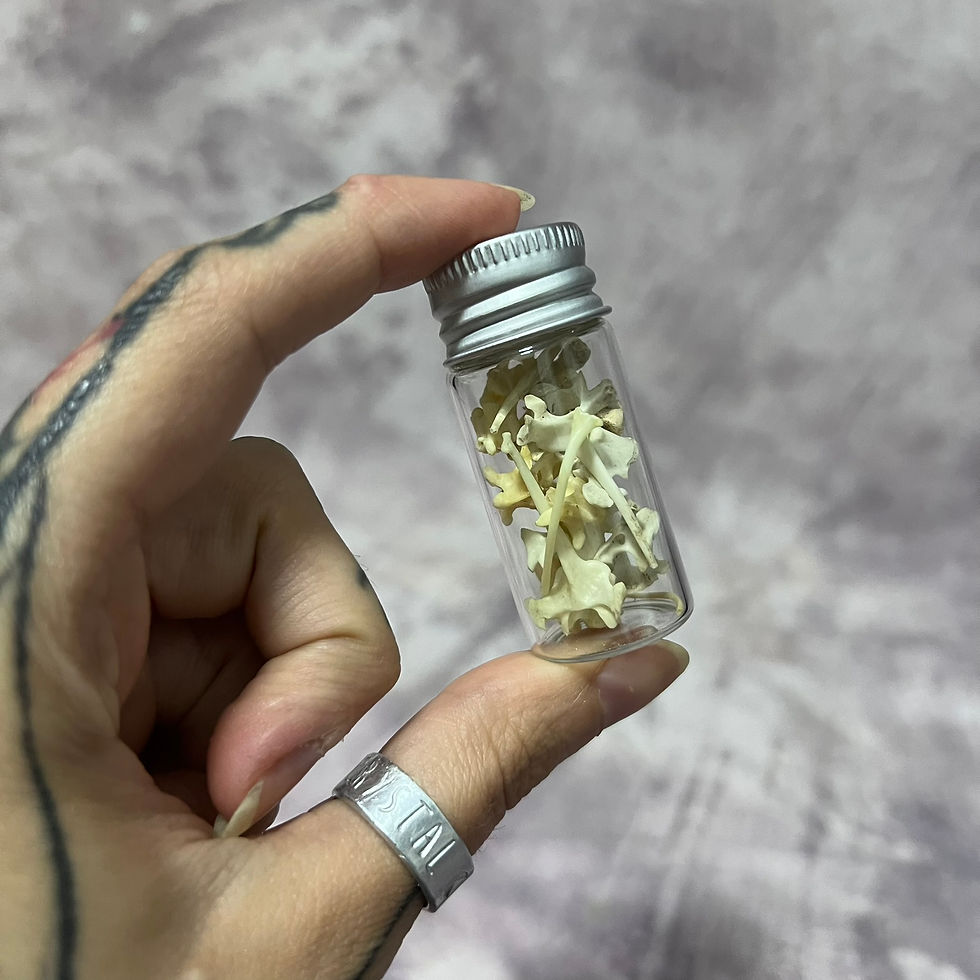 Thumbnail: Mixed Bone Curio Bottle